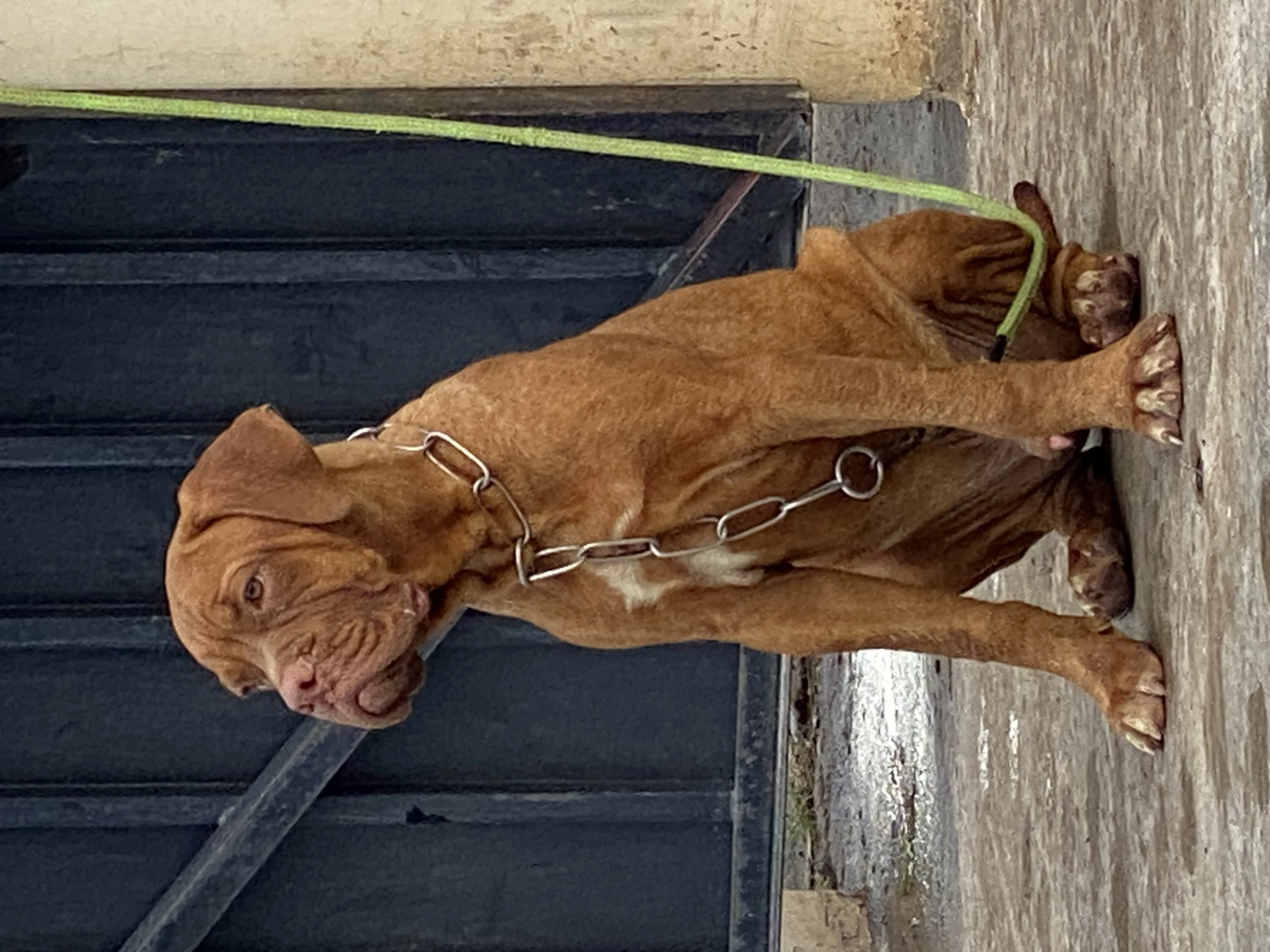 Bullmastiff Pups-Image 1