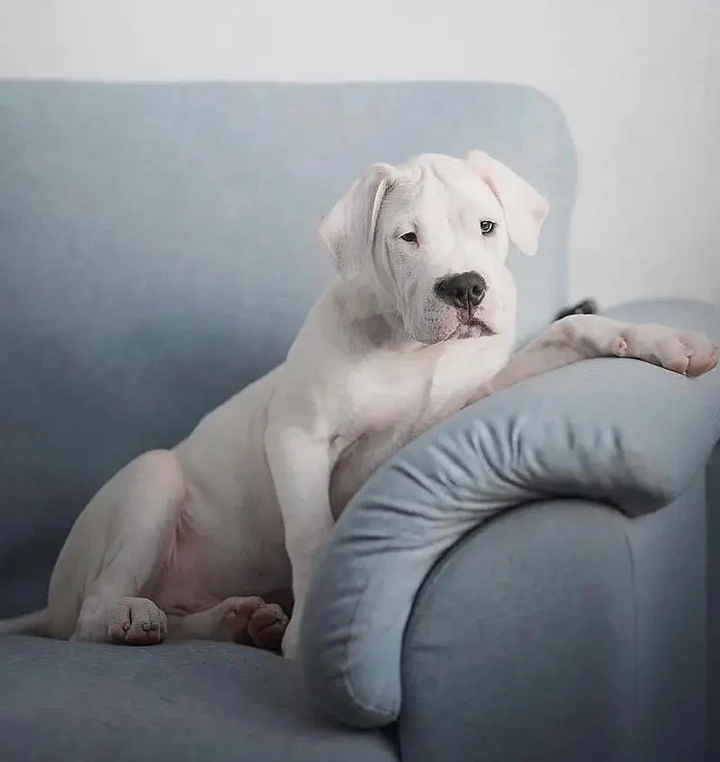 Dogo Argentino male puppy-Image 1