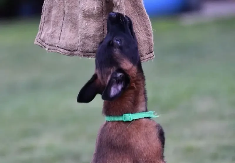 Belgian Malinois Male puppy-Image 1