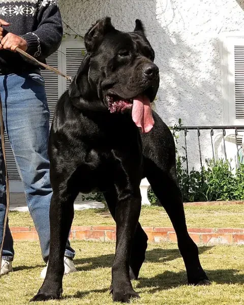 Cane Corso Male Import-Image 1