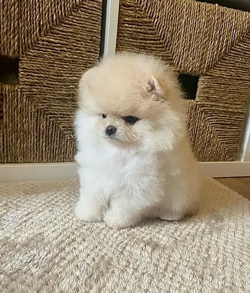 Pomeranian Puppies