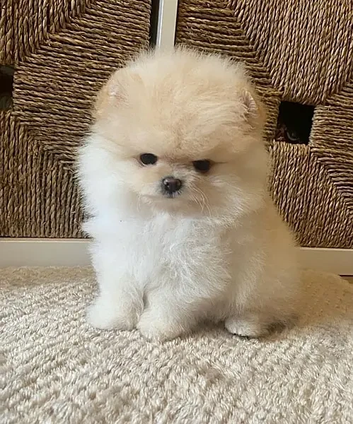 Pomeranian Puppies-Image 2