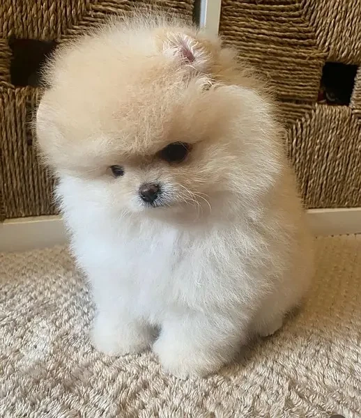 Pomeranian Puppies