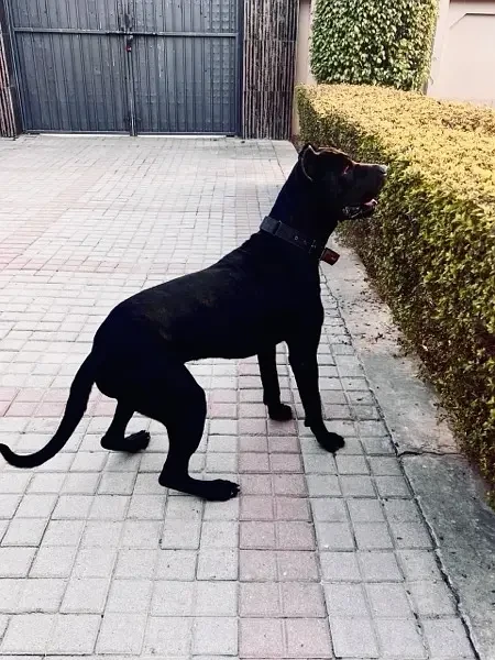 Imported Presa Canario Male-Image 2