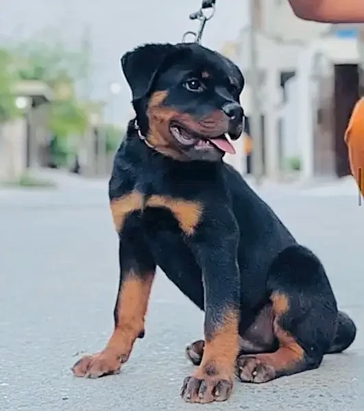 Rottweiler Pedigreed Male