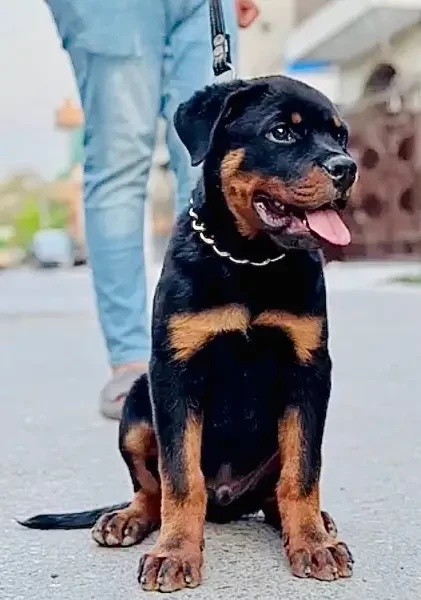 Rottweiler Pedigreed Male