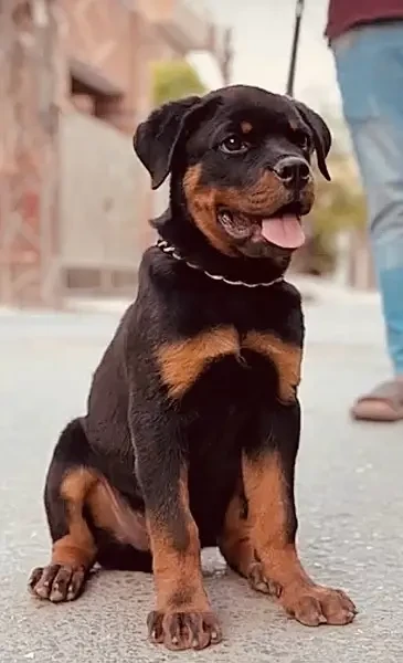 Rottweiler Pedigreed Male