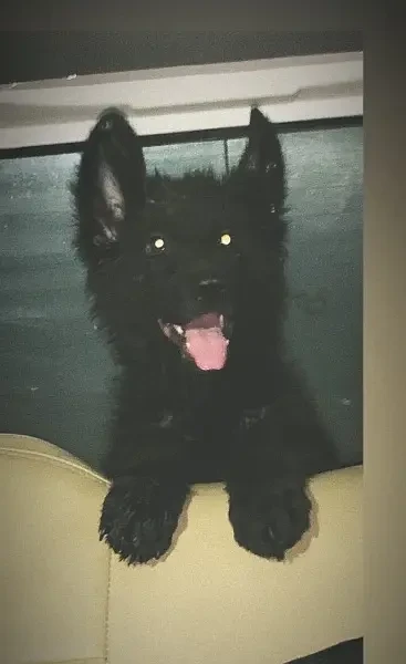 Black German Shepherd Female pup Pedigreed