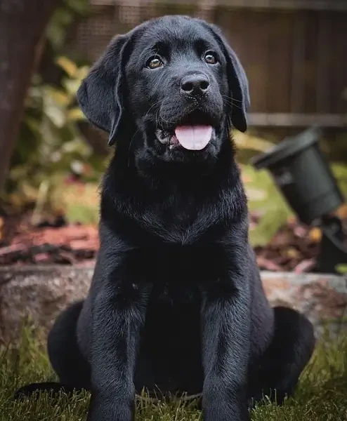 Pedigreed Black British Labrador Retreiver Puppy