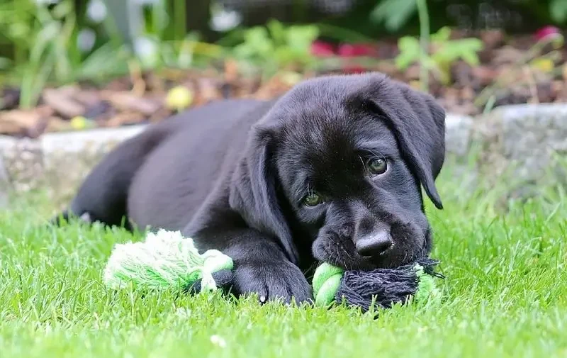 Pedigreed Black British Labrador Retreiver Puppy