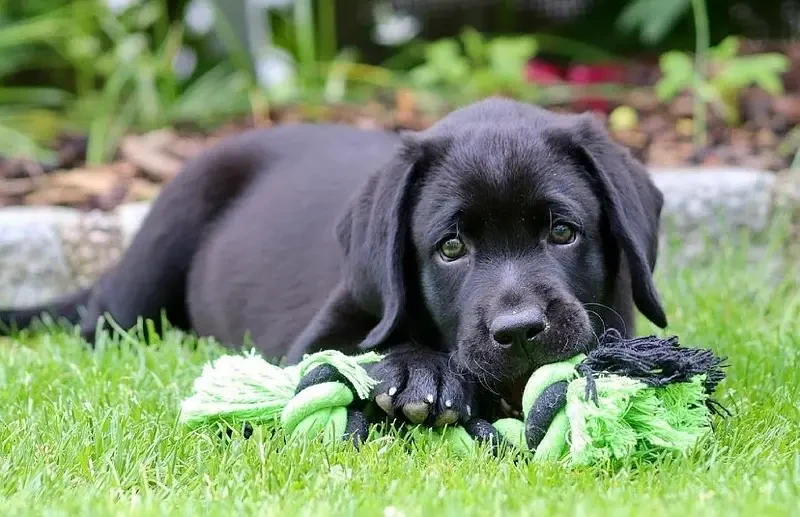 Pedigreed Black British Labrador Retreiver Puppy