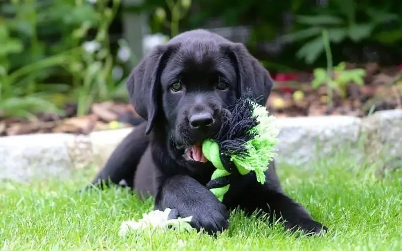 Pedigreed Black British Labrador Retreiver Puppy