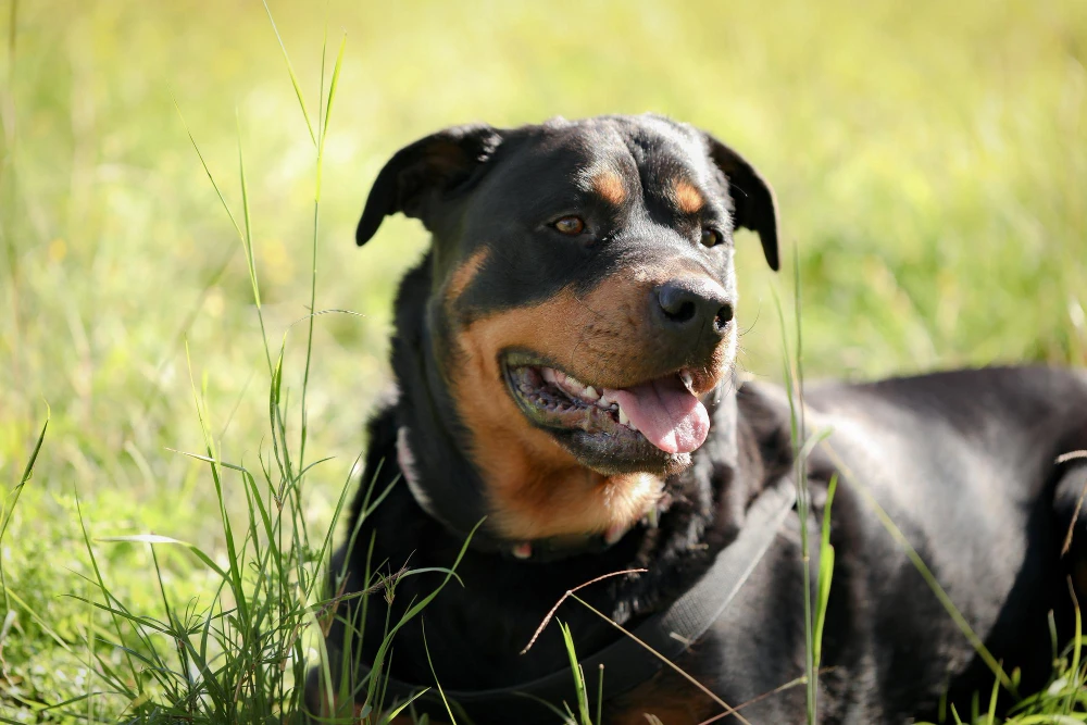 Wanted Rottweiler Dog