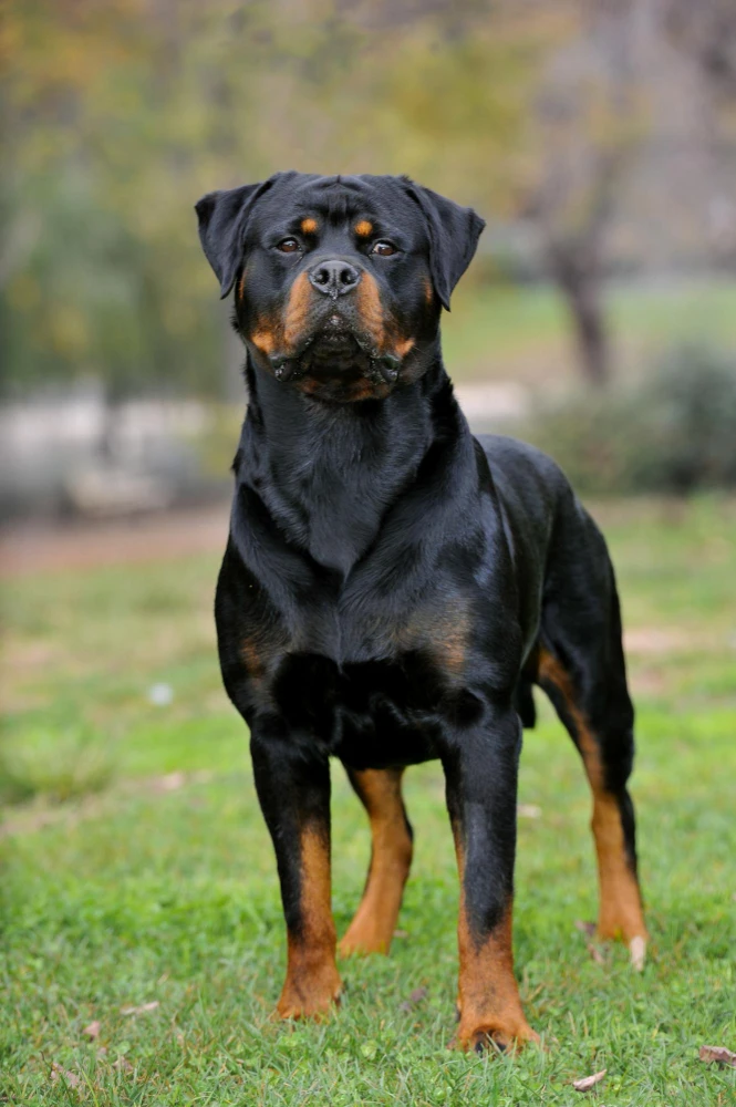 Need a Purebreed Rottweiler Dog