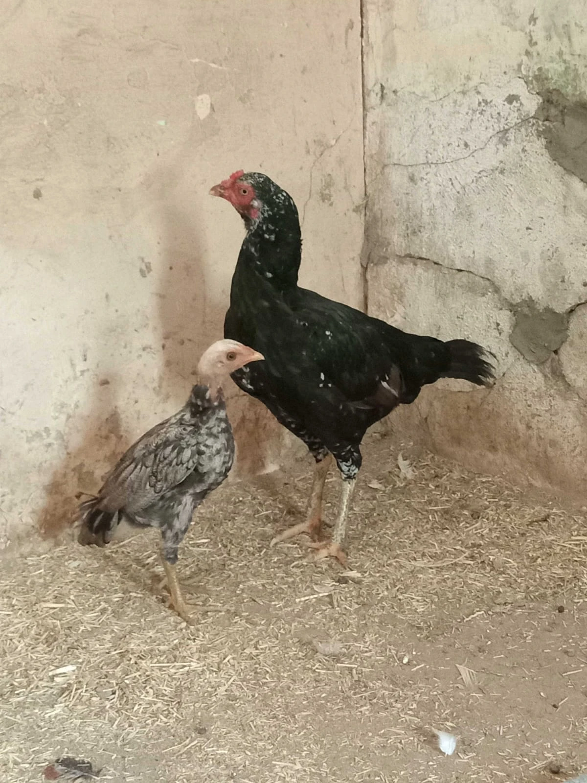 aseel female with chick