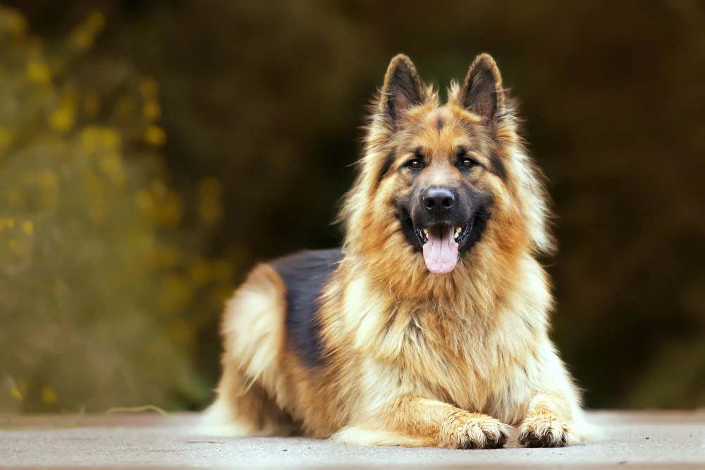 Wanted German shepherd stud-Image 1