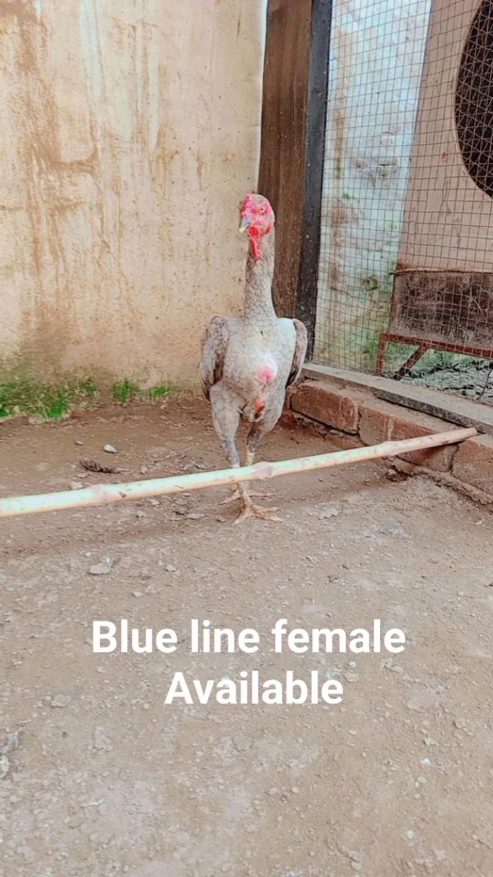 blue line oh shamo female-Image 1