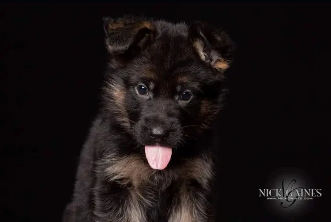 Gsd puppies available for sale long coat black mask heavy bone structure active and healthy puppies fell free to contact-Image 1