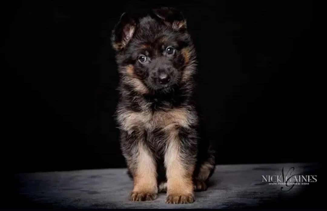 Gsd puppies available for sale long coat black mask heavy bone structure active and healthy puppies fell free to contact-Image 2