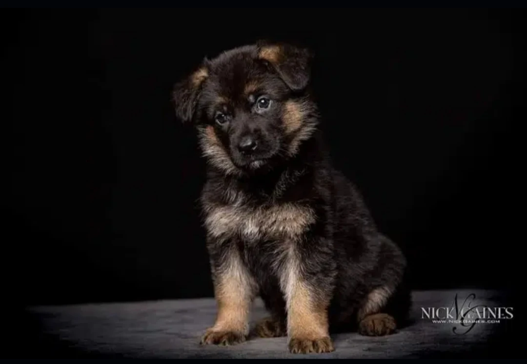 Gsd puppies available for sale long coat black mask heavy bone structure active and healthy puppies fell free to contact-Image 3