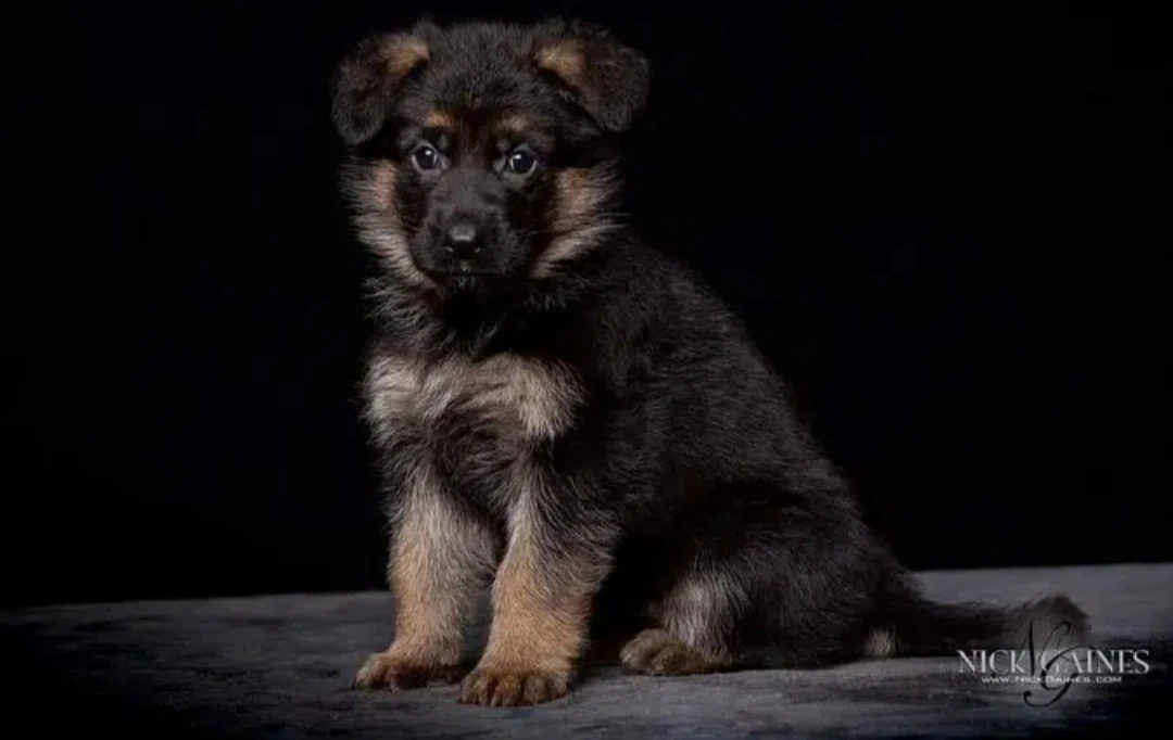 Gsd puppies available for sale long coat black mask heavy bone structure active and healthy puppies fell free to contact-Image 4