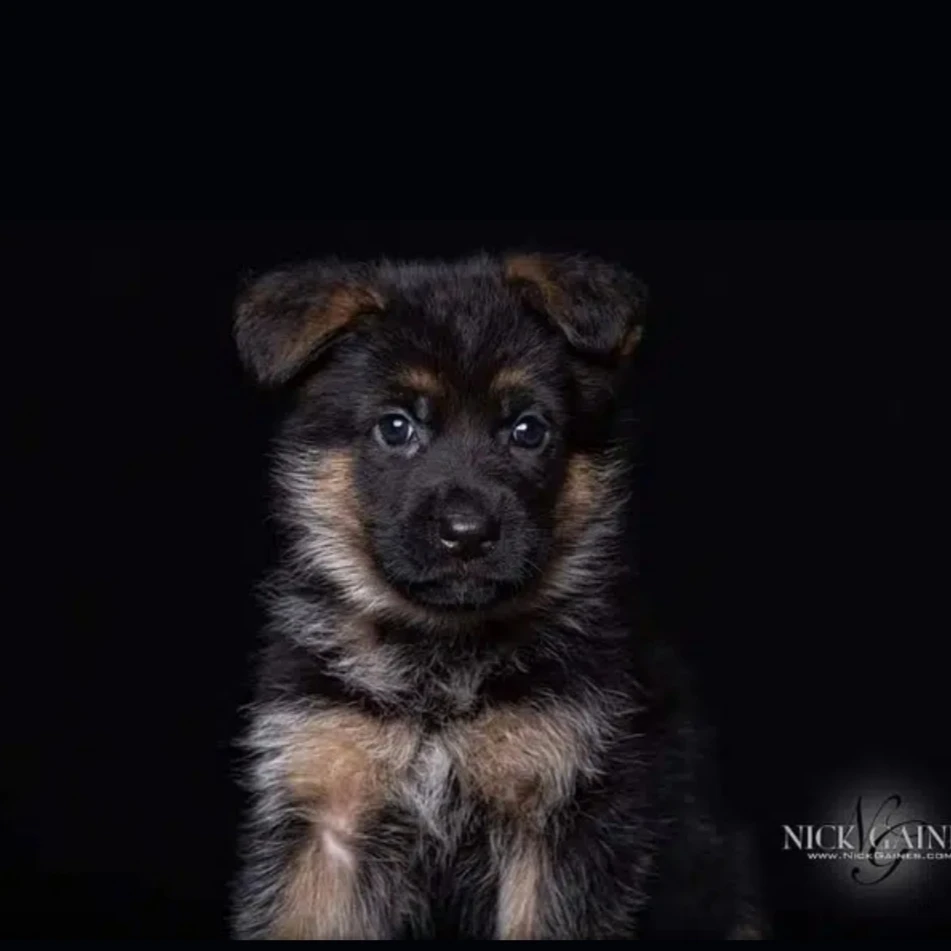 Gsd puppies available for sale long coat black mask heavy bone structure active and healthy puppies fell free to contact-Image 5