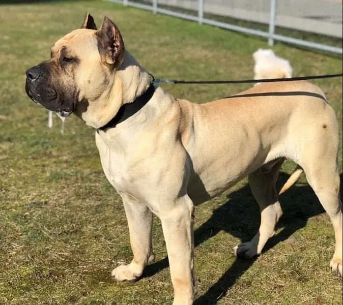 Imported Presa Canario Female-Image 1