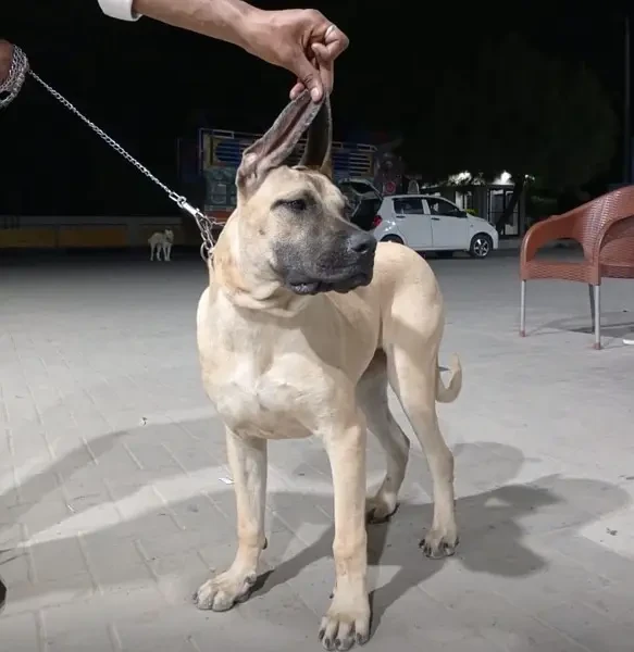 Imported Presa Canario Female-Image 2