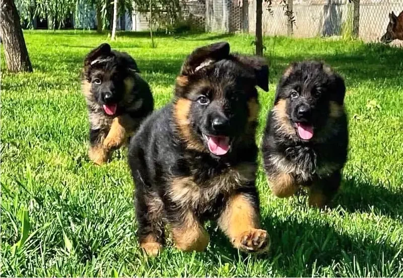 German Shepherd Long haired Puppies