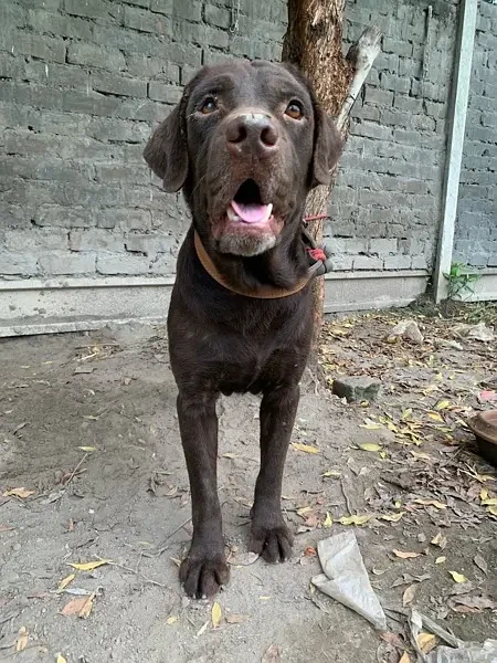 Labrador Retreiver Male-Image 1