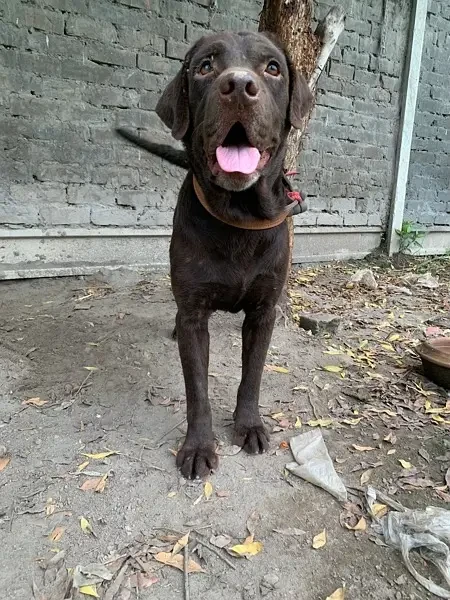 Labrador Retreiver Male-Image 2