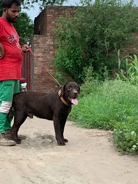 Labrador Retreiver Male-Image 3