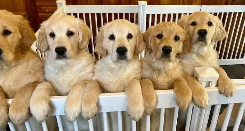 GOLDEN RETRIEVER Male Puppy