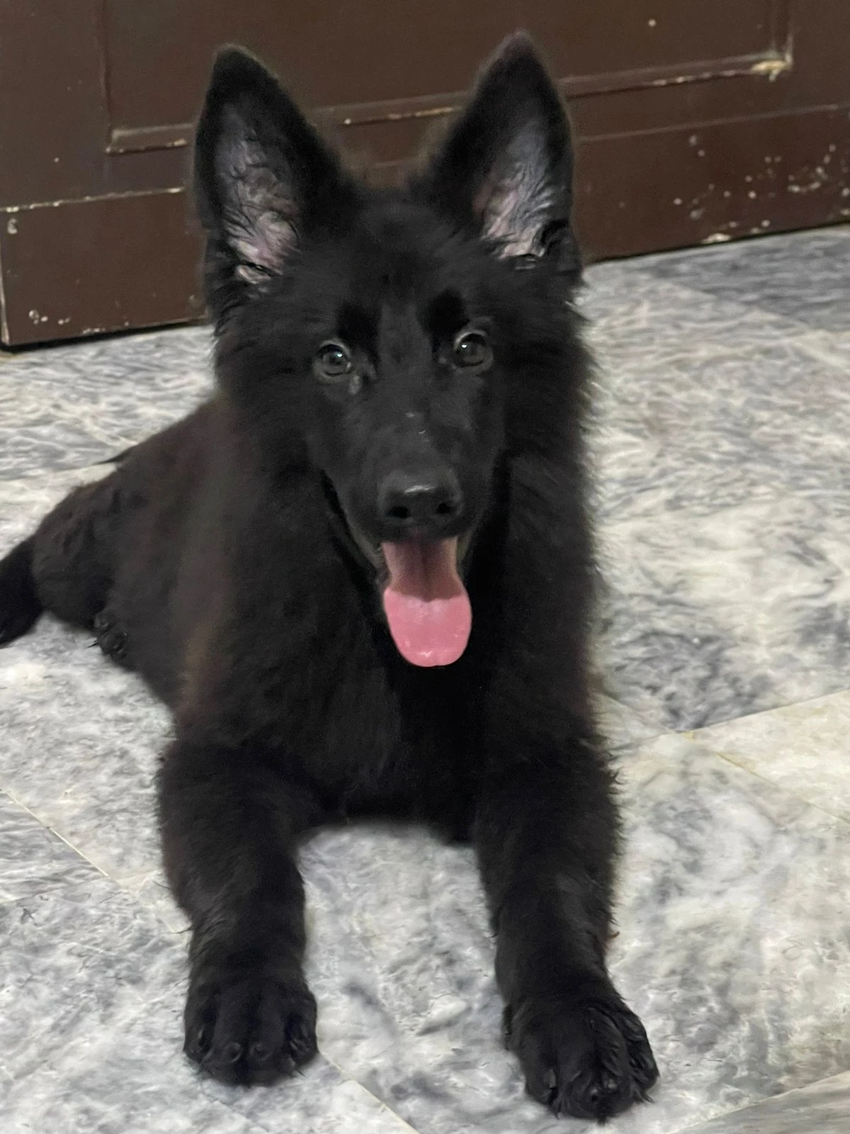 Long coat black German shepherd female puppy 2.5 months