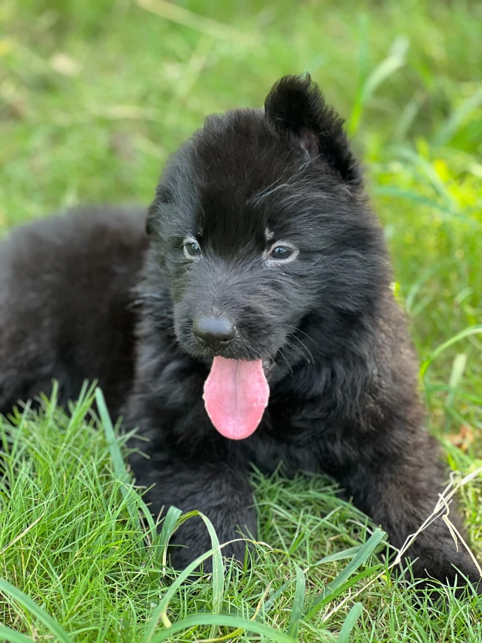 Long coat black German shepherd male puppy