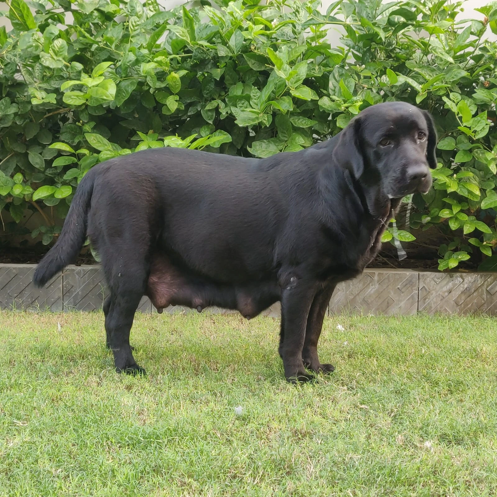 Pedigree Labrador puppies available male female both