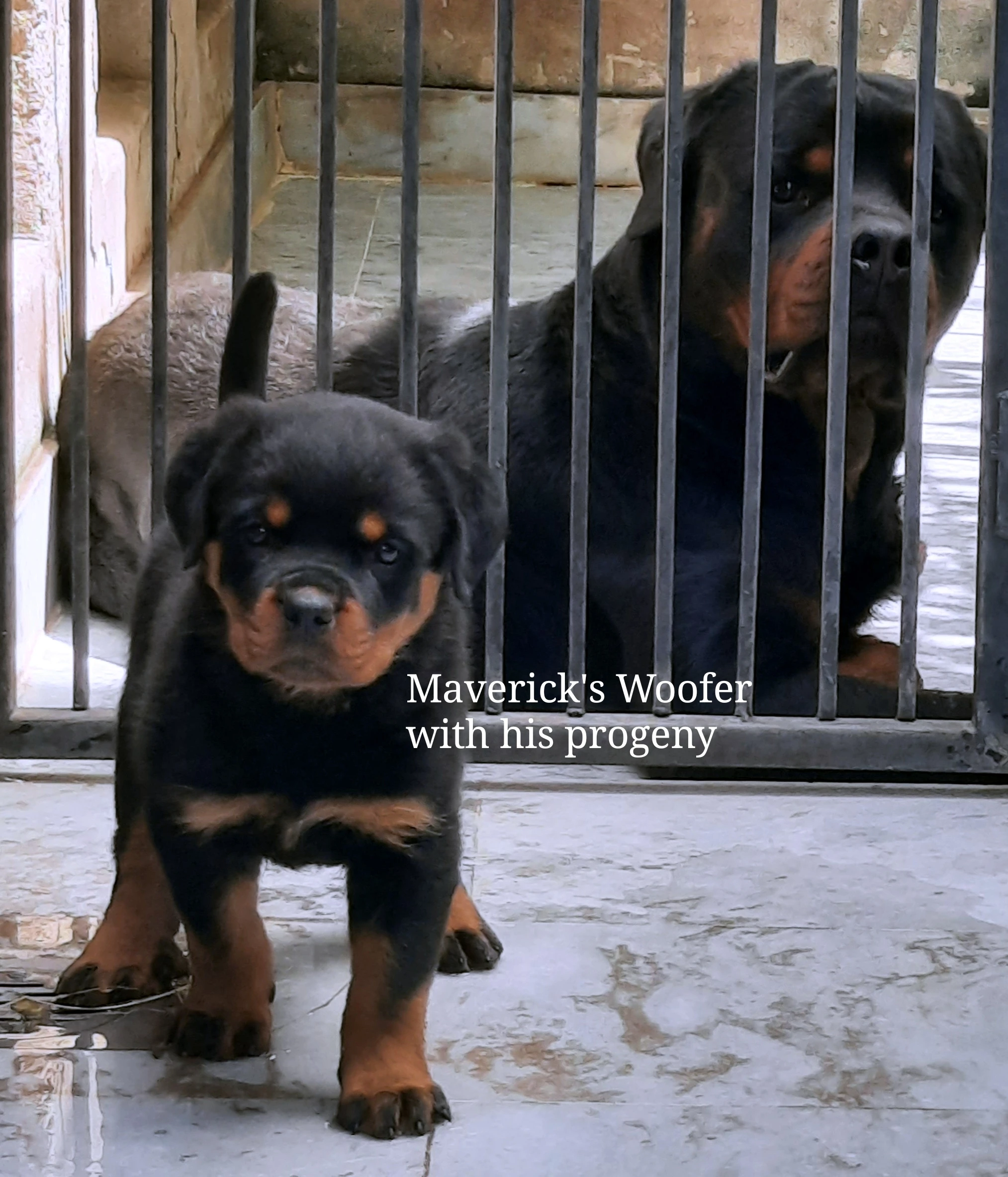 Top Pedigree Rottweiler for Mating/Crossing