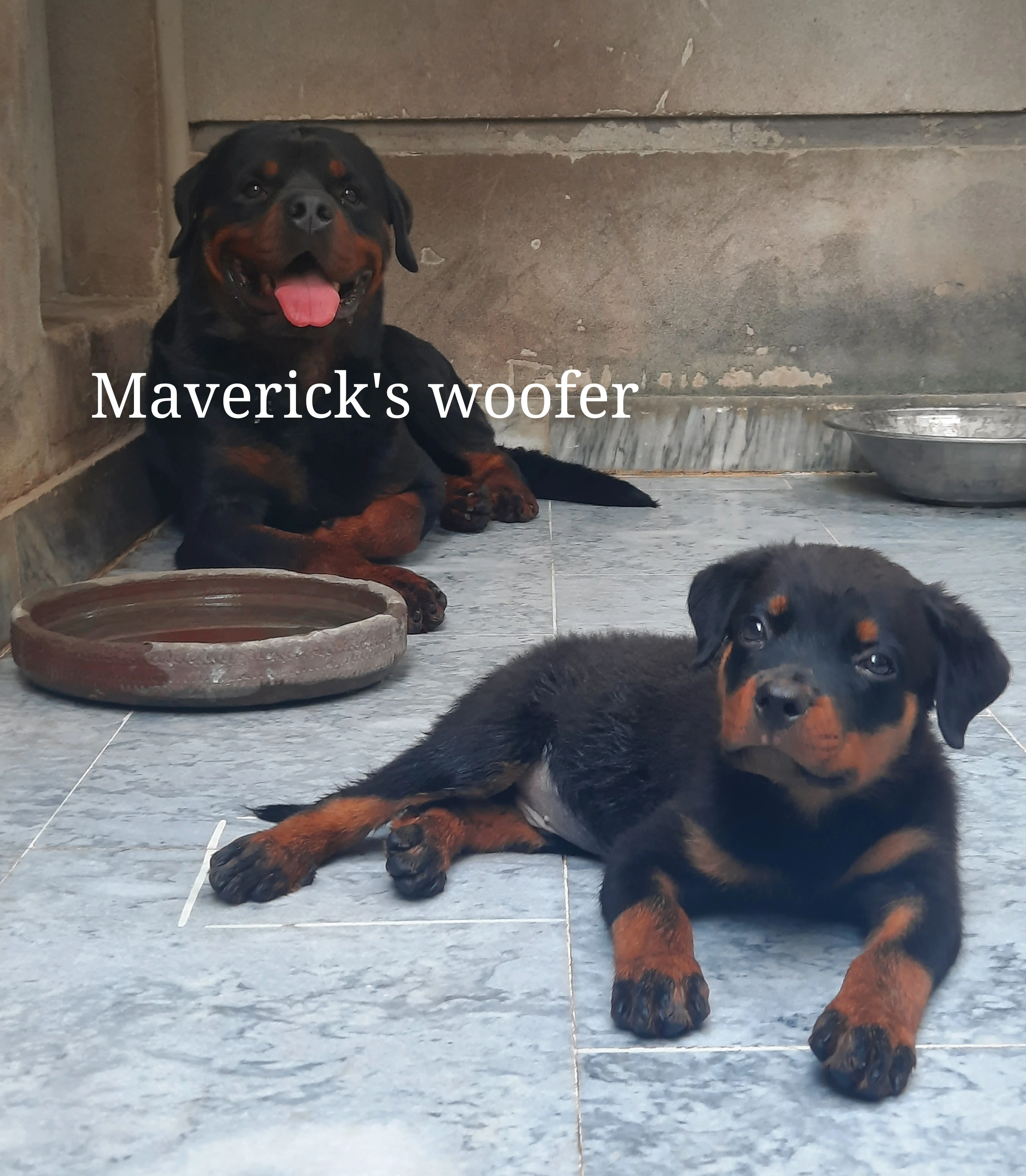 Top Pedigree Rottweiler for Mating/Crossing