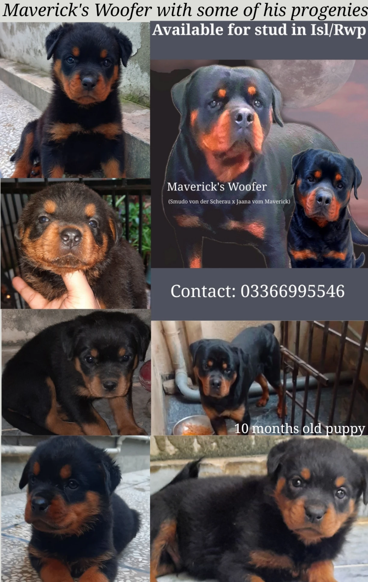 Top Pedigree Rottweiler for Mating/Crossing-Image 3