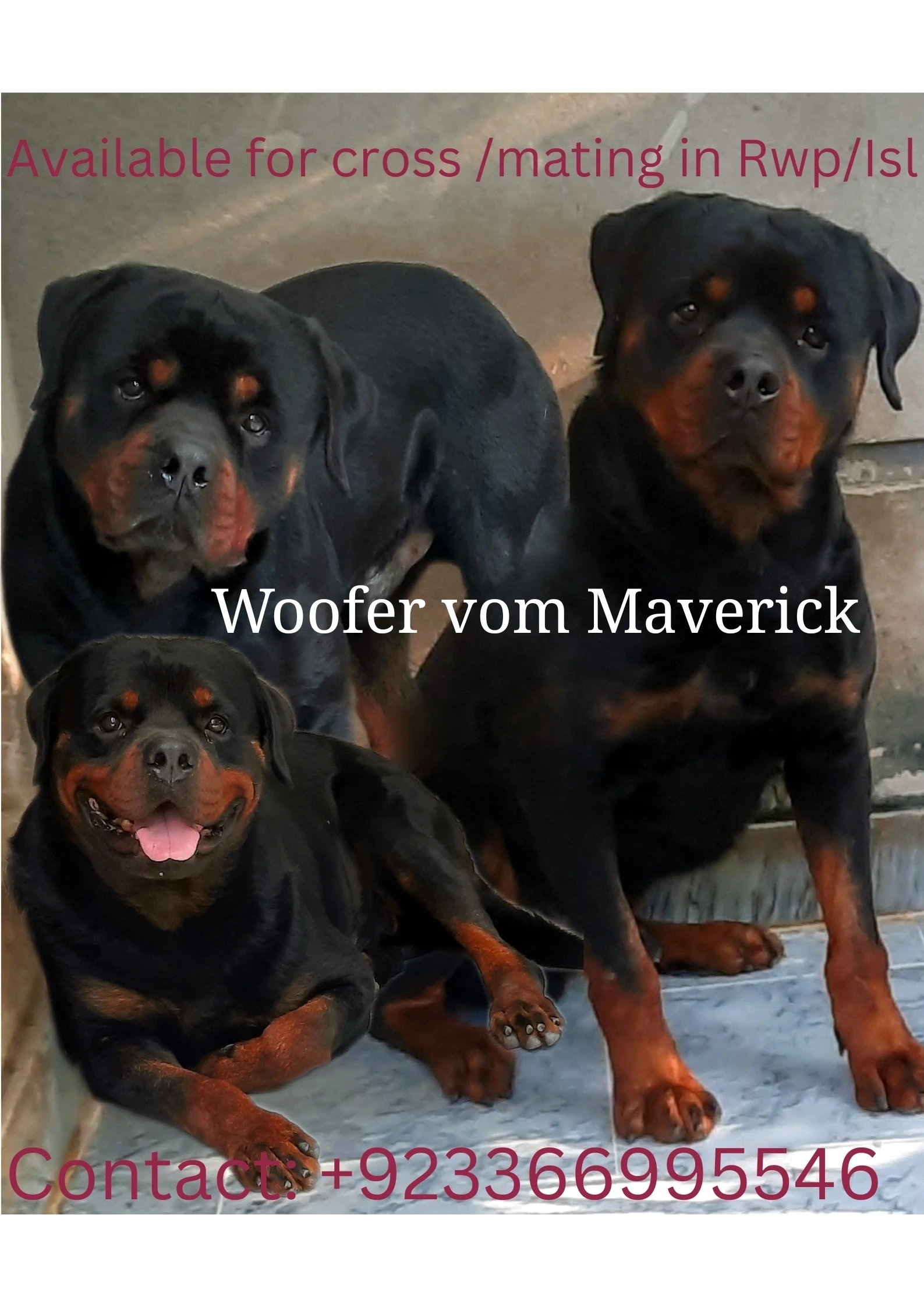 Top Pedigree Rottweiler for Mating/Crossing-Image 4