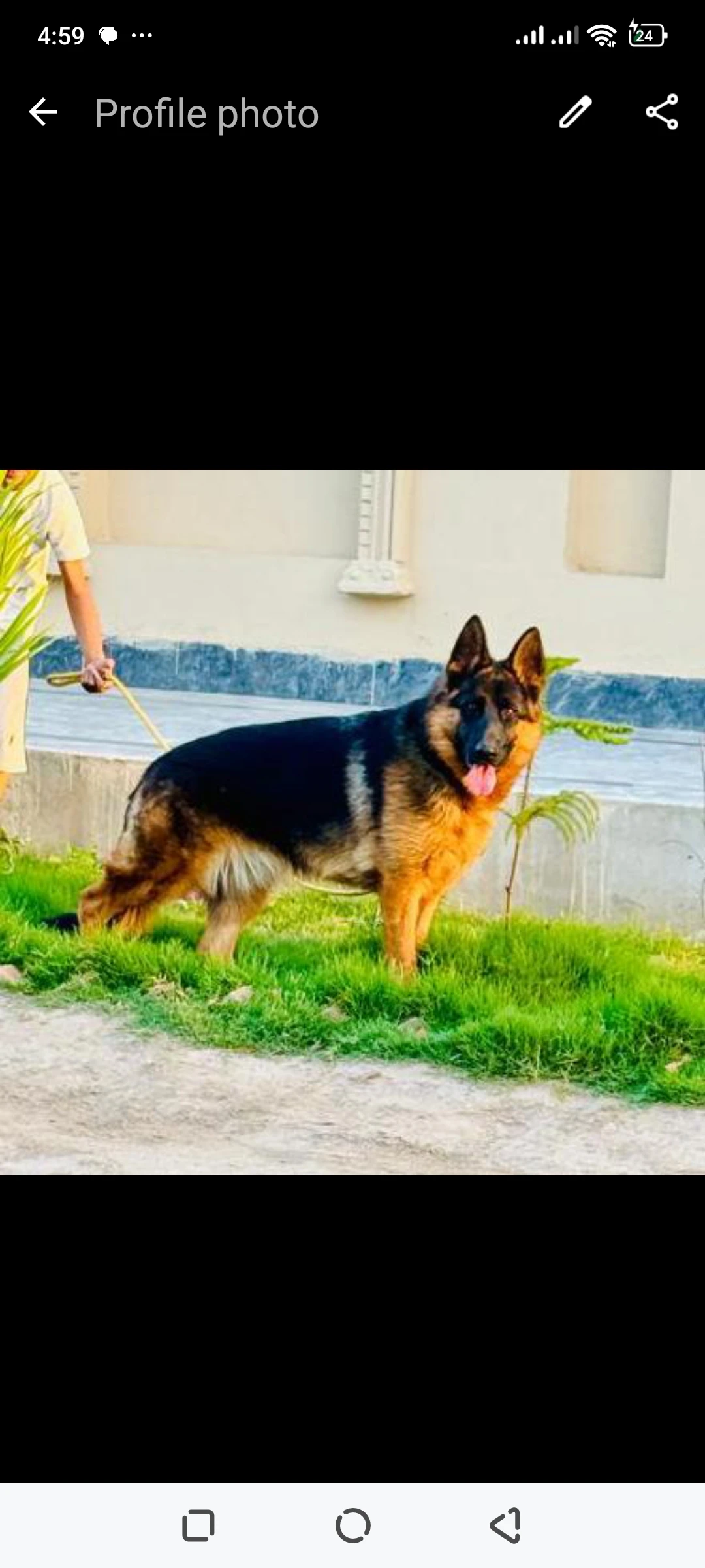 Gsd non pedigree female available for sale-Image 1