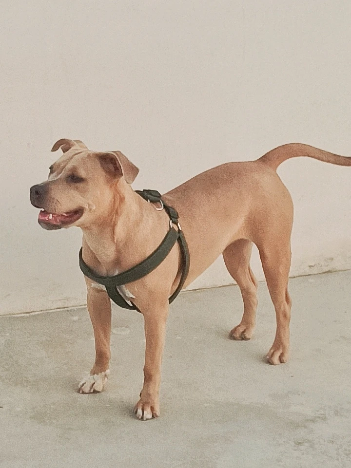 American Pitbull Puppy-Image 3