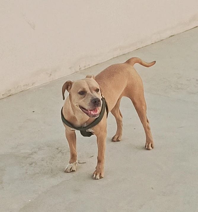 American Pitbull Puppy-Image 4