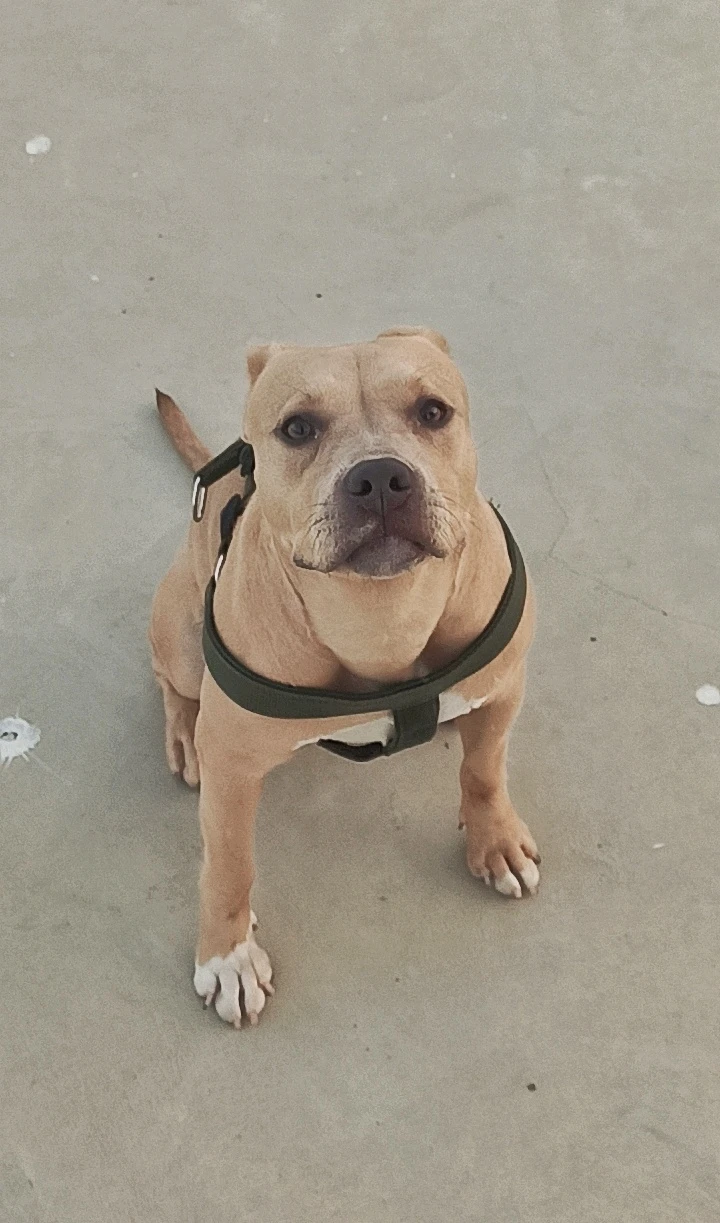 American Pitbull Puppy