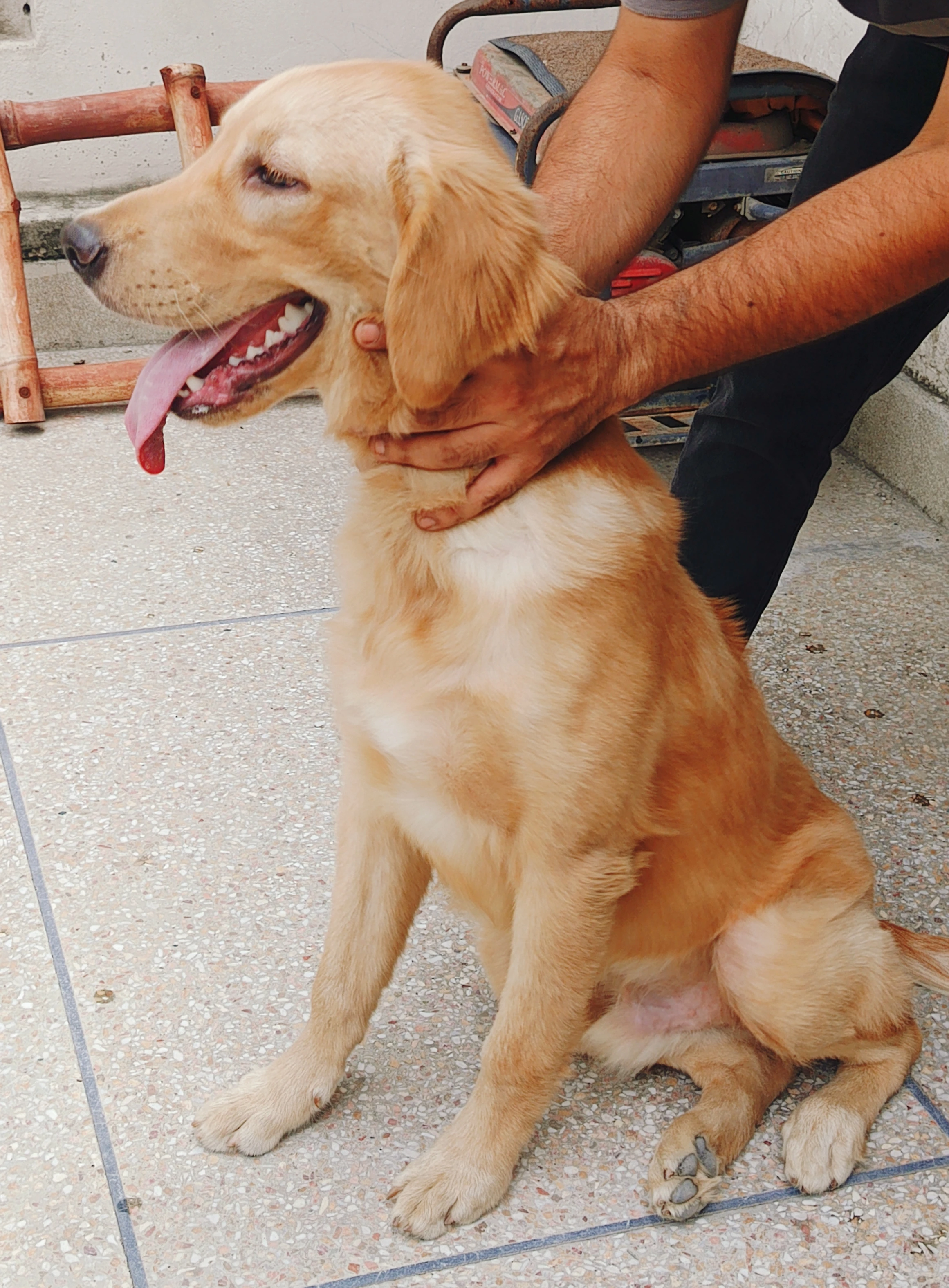 Golden retriever male