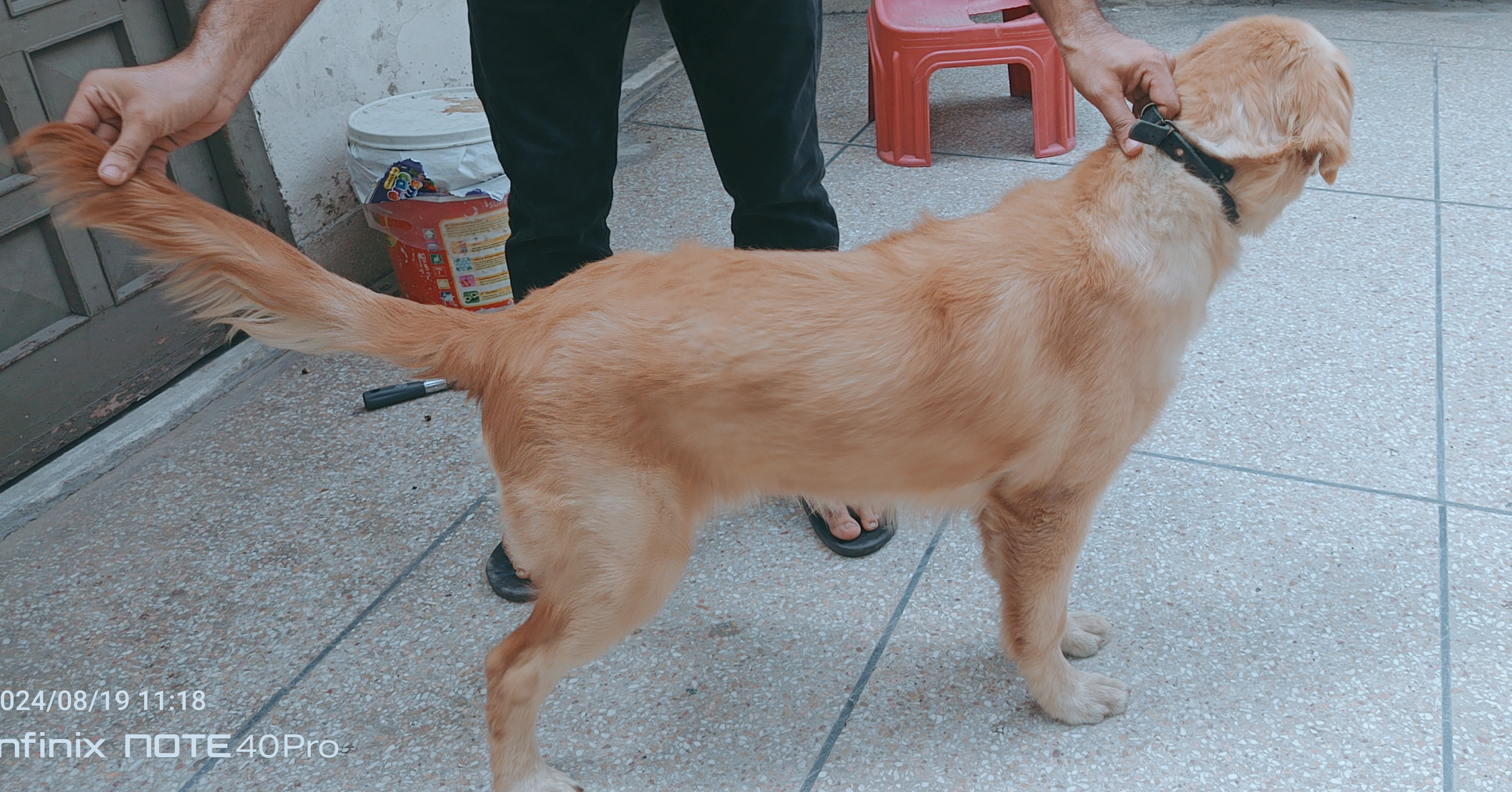 Golden retriever male