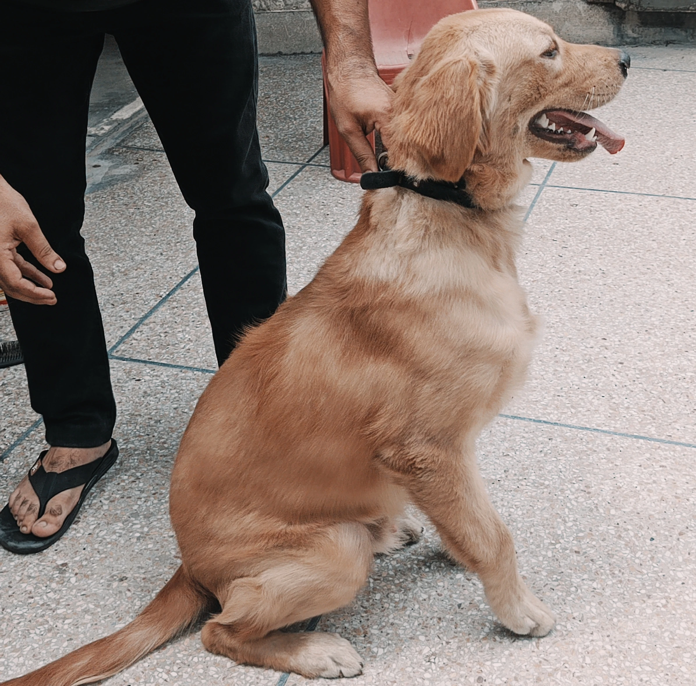 Golden retriever male