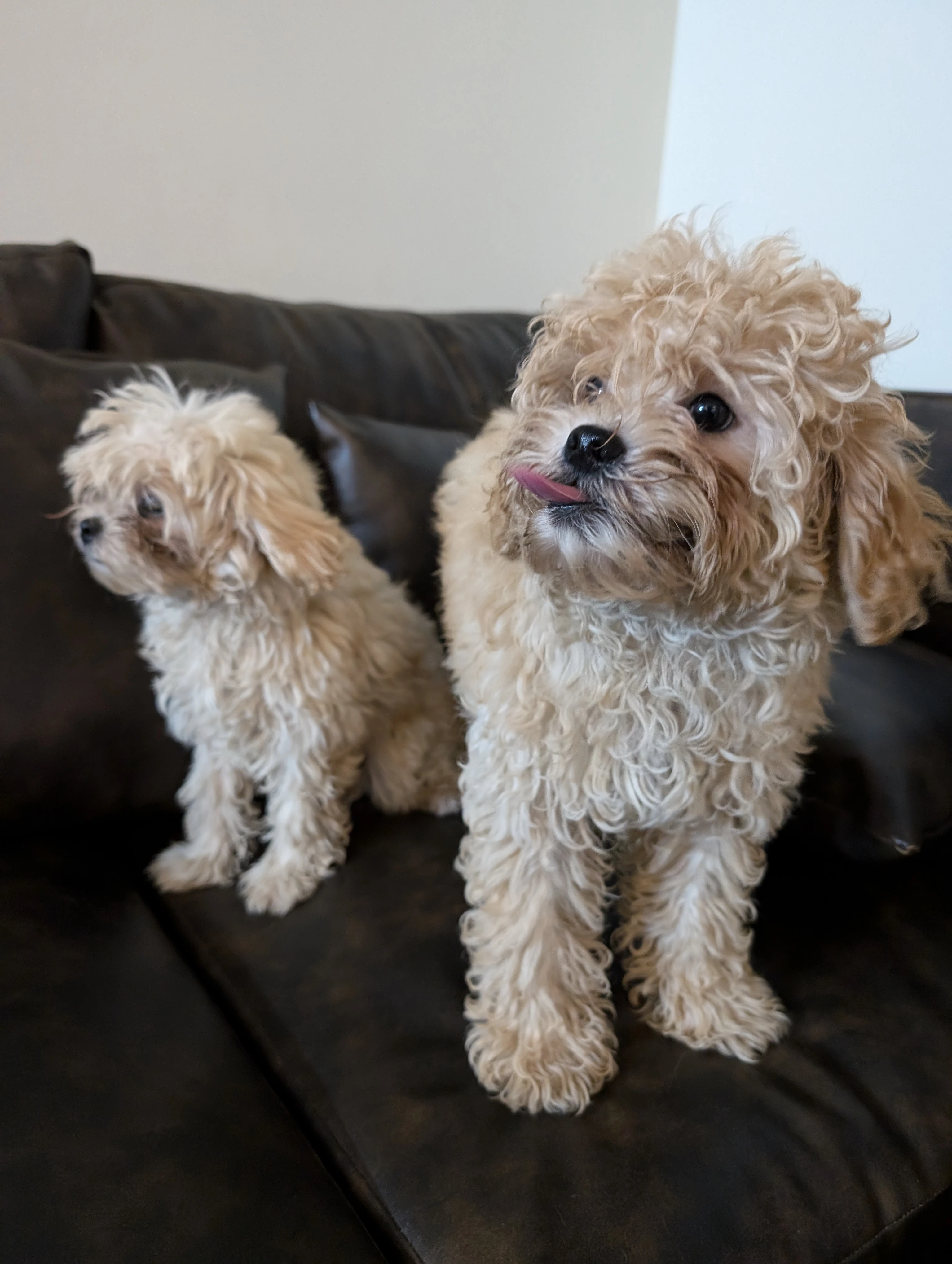 2 Poodle puppies 3 months age-Image 2