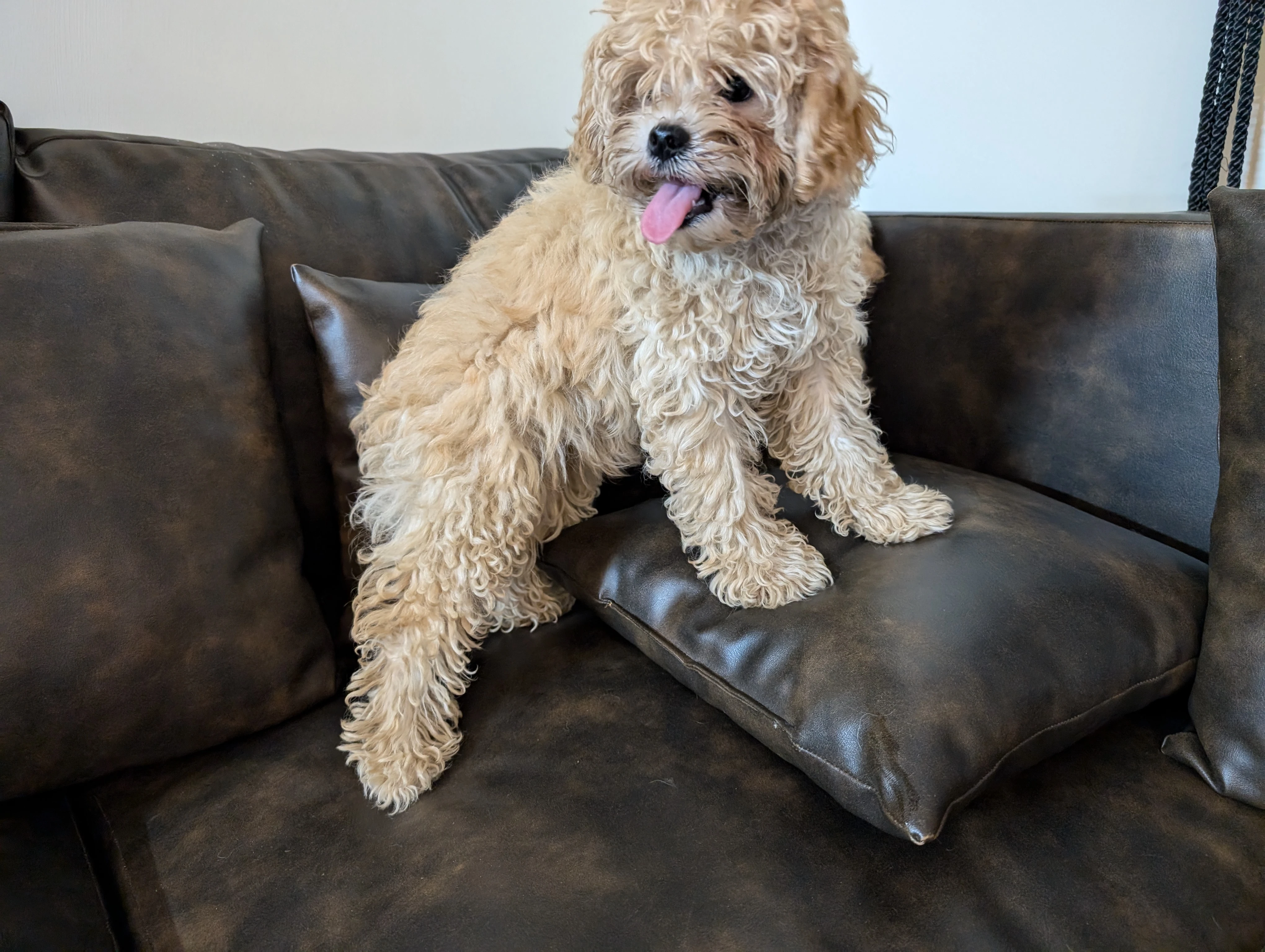 2 Poodle puppies 3 months age-Image 3