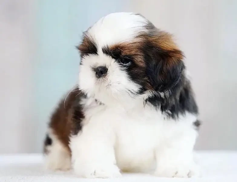 Shihtzu Puppies-Image 1